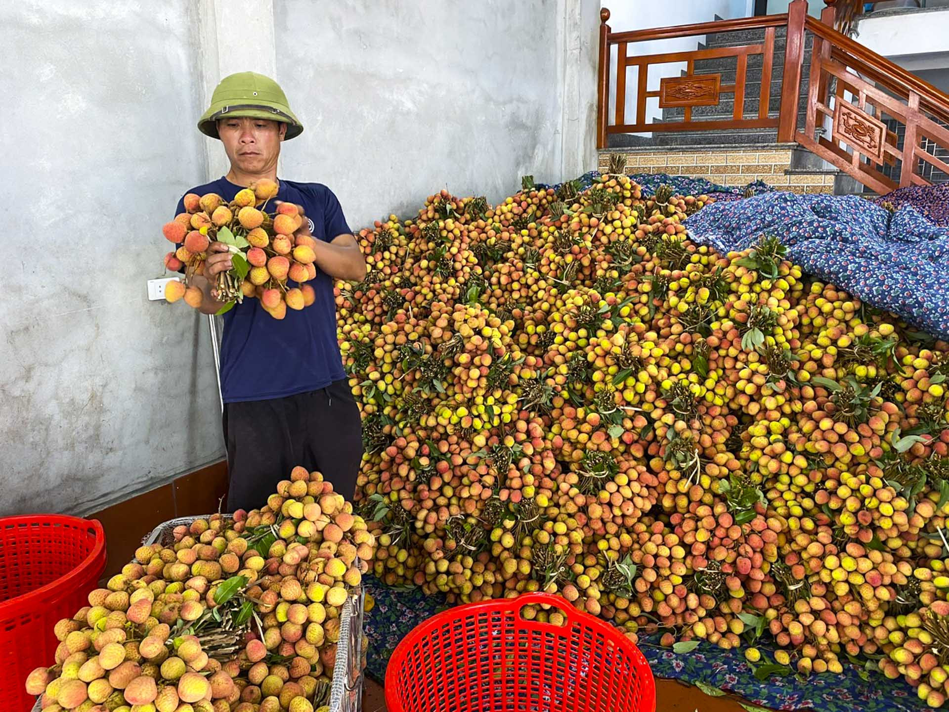 Vải chín sớm tại xã Phúc Hòa năm nay mất mùa, chất lượng phân hóa mạnh khiến giá bán chênh lệch lớn giữa hàng đẹp và hàng xấu. Ảnh: Bảo Khánh