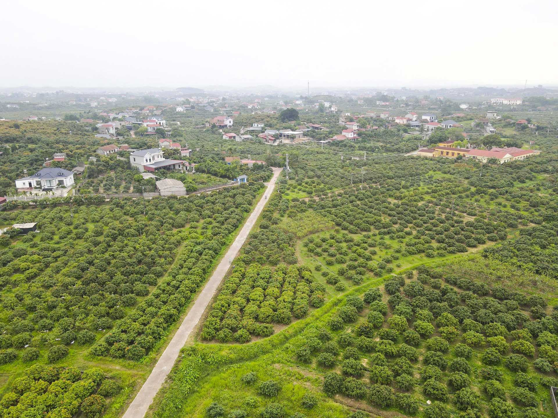 Toàn cảnh vùng vải thiều sớm tại xã Phúc Hòa, tỉnh Bắc Ninh. Ảnh: Bảo Khánh.