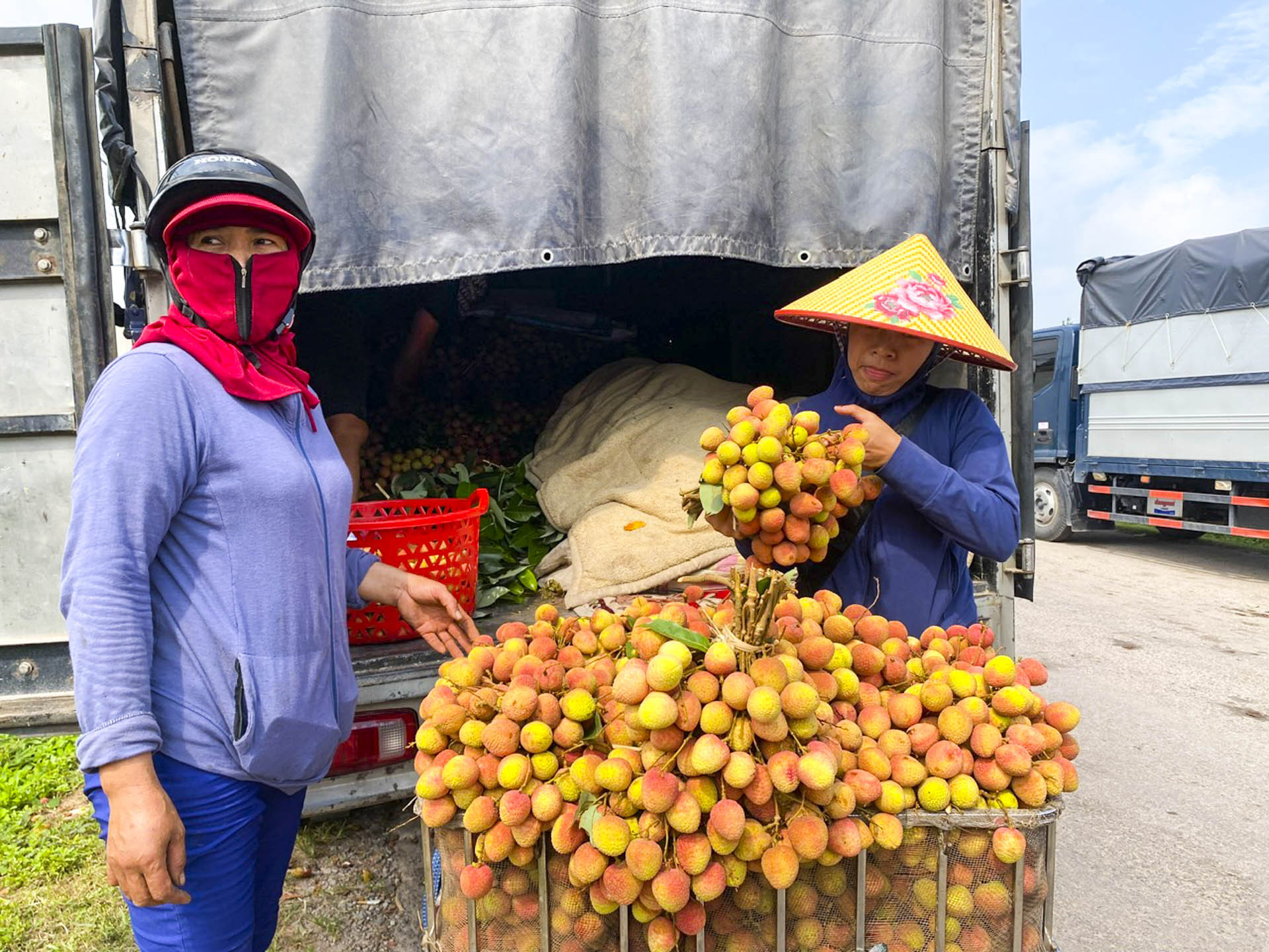 Những vườn vải sản xuất theo tiêu chuẩn VietGAP, GlobalGAP tiếp tục giữ lợi thế nhờ chất lượng đồng đều và giá bán cao. Ảnh: Bảo Khánh