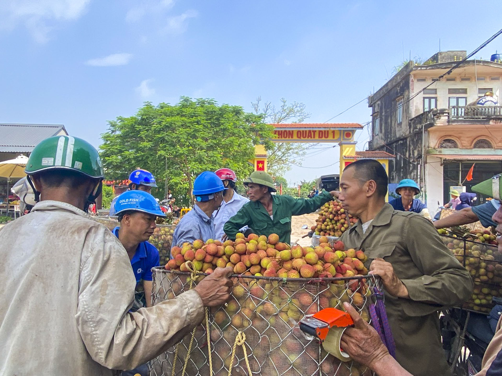 Thương lái tập trung thu mua vải chín sớm tại các điểm cân ở Phúc Hòa, song lượng hàng đẹp năm nay khá khan hiếm. Ảnh: Bảo Khánh