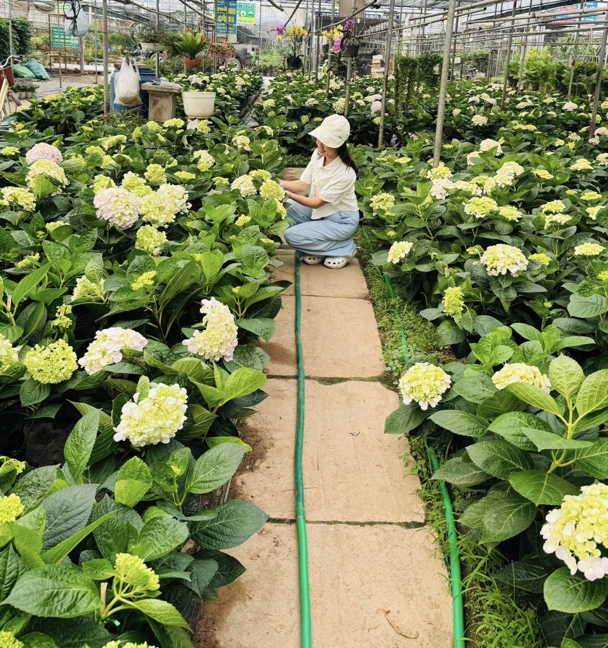 Vườn cẩm tú cầu ở ban công đẹp như tranh của mẹ 9X - 2