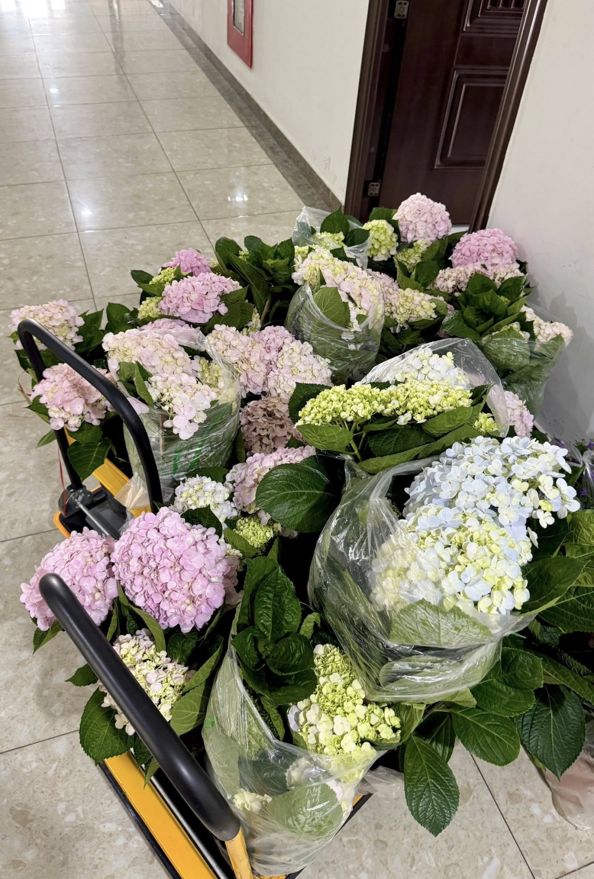 Vườn cẩm tú cầu ở ban công đẹp như tranh của mẹ 9X - 3