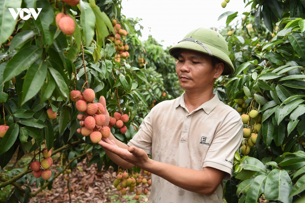 Ông Trần Văn Bốn ở xã Nam Dương chăm chút tỉ mỉ cho từng quả vải thiều sớm với hy vọng vải đạt giá cao