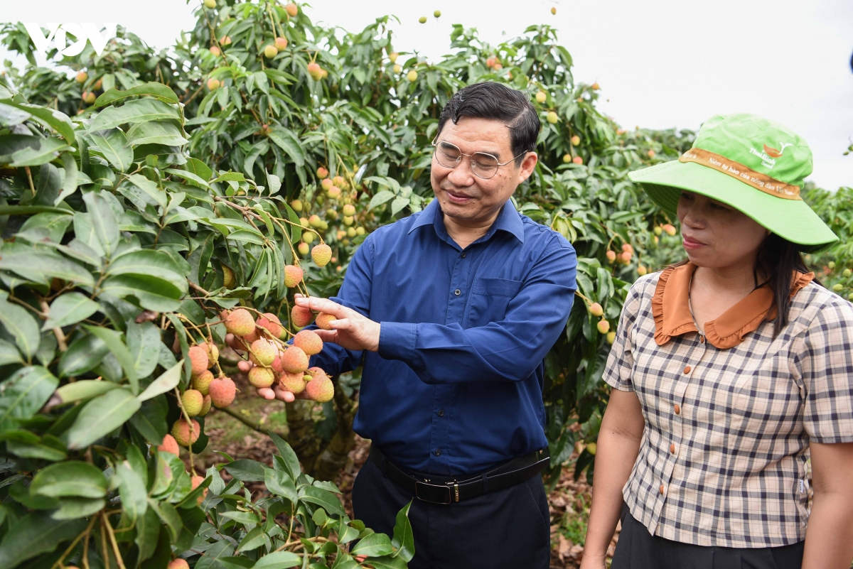 Ông Lê Tuấn Anh Chủ tịch UBND xã Nam Dương cùng Chị Nguyễn Thị Thanh Thuý, Phó Giám đốc Trung tâm Cung ứng dịch vụ sự nghiệp công xã Nam Dương kiểm tra công tác chuẩn bị cho phiên livestream tiêu thụ vải thiều 