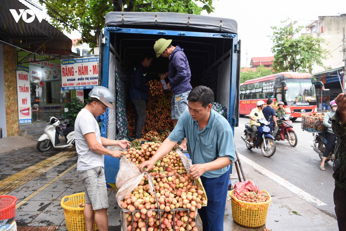 Ghi nhận tại điểm cân nhiều thương lái đã bắt đầu thu mua vải thiều của bà con trồng vải