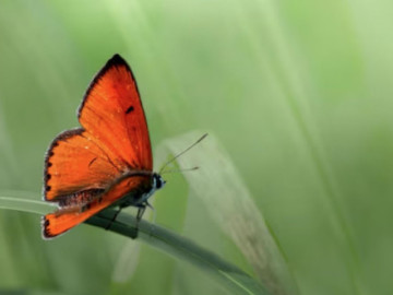 Ngày sinh Âm lịch của người được Bồ Tát âm thầm độ trì, hậu vận cực vượng