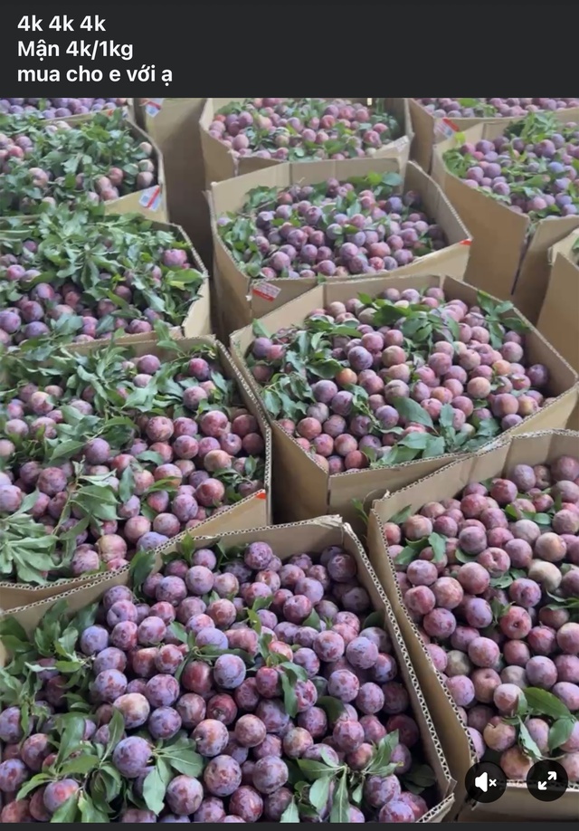 Mận hậu được rao bán chỉ vài nghìn đồng/kg.
