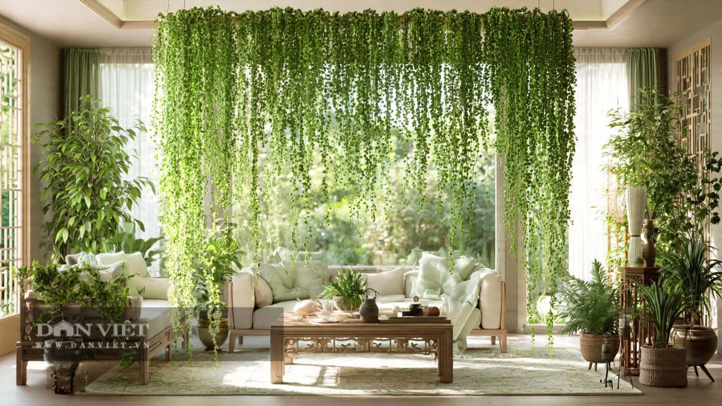 Không cây cảnh nào “lạ” như chuỗi ngọc trai.