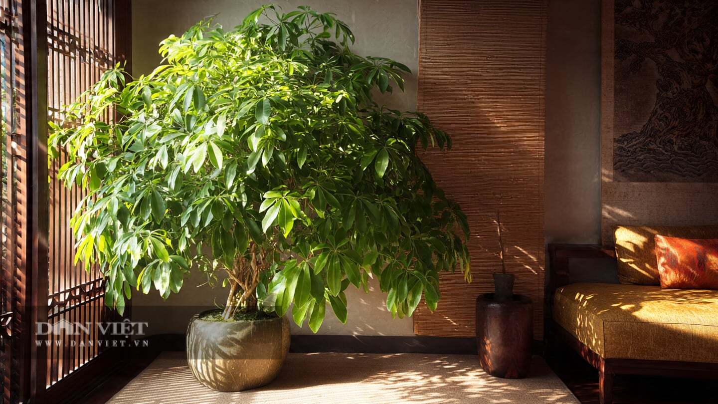 Cây cảnh có lá tỏa tinh dầu nhẹ