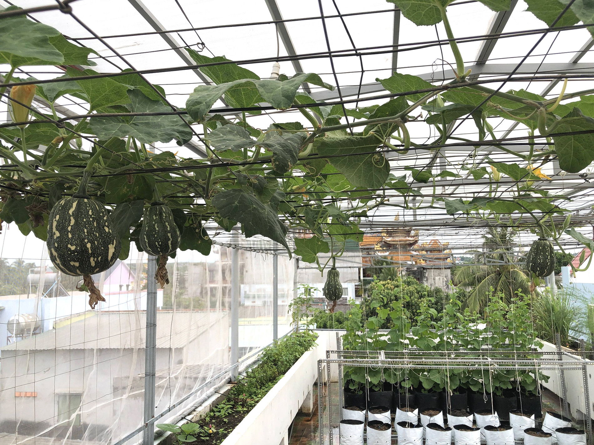 Khu vườn được thiết kế hợp lý giúp tối ưu không gian, đảm bảo thuận tiện cho quá trình chăm sóc hàng ngày