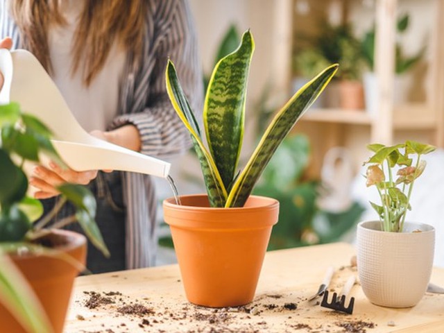 Bạn chỉ nên tưới khi cảm thấy đất đã khô, không nên để đất quá ẩm có thể làm úng rễ.