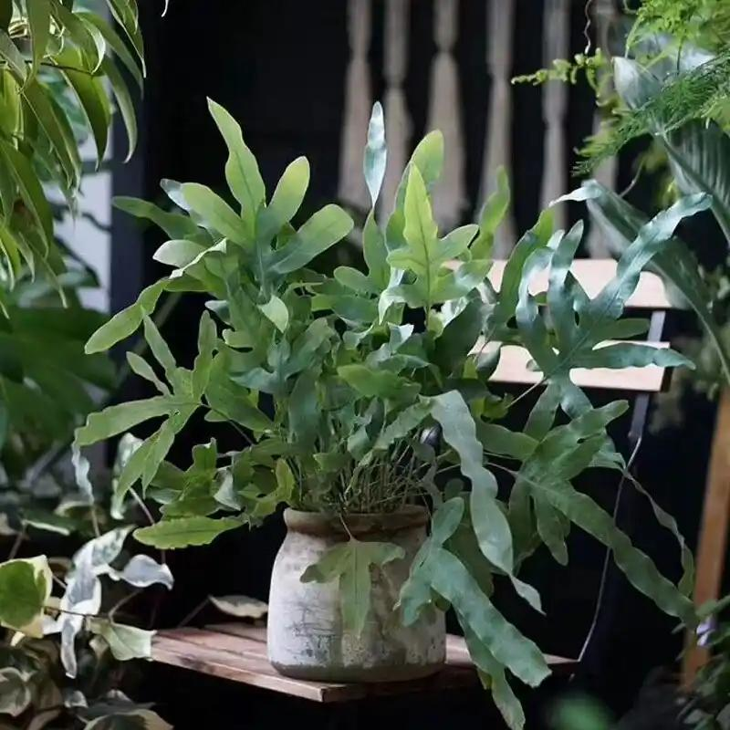 Cây cảnh trưởng thành cần 3-5 năm