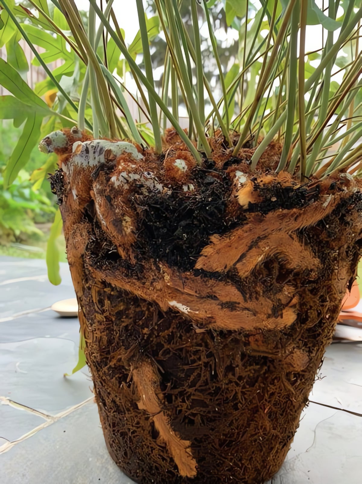 Nếu bộ lá là bầu trời, thì thân rễ của cây cảnh chính là mặt đất đầy thi vị.