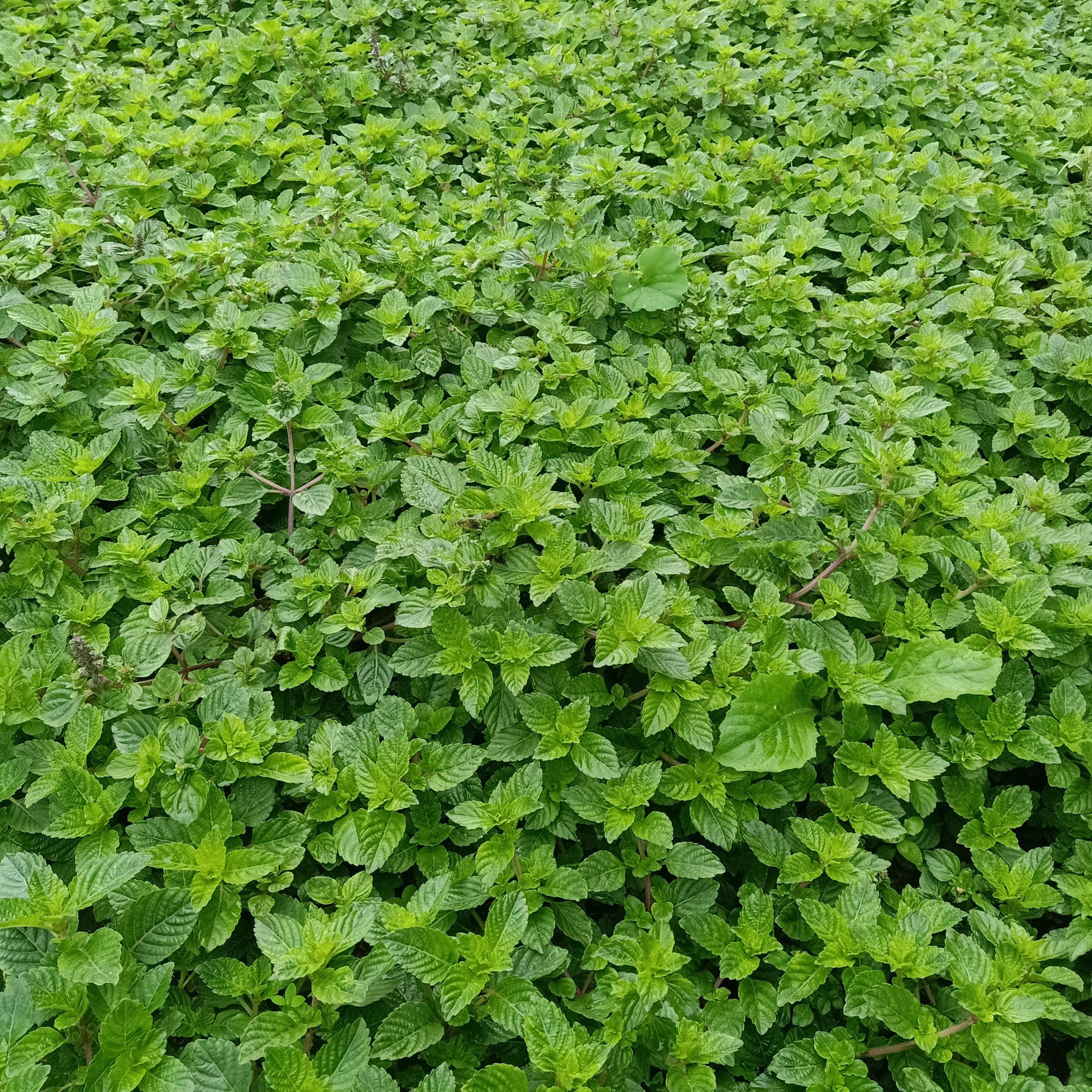 Trước đây, thạch đen là một giống cây mọc tự nhiên. Do hợp thổ nhưỡng nên loại cây này càng ngày càng phát triển, mọc và phân tán ở nhiều nơi, nhất là ở Lạng Sơn. Ảnh: Nguyet Nguyet