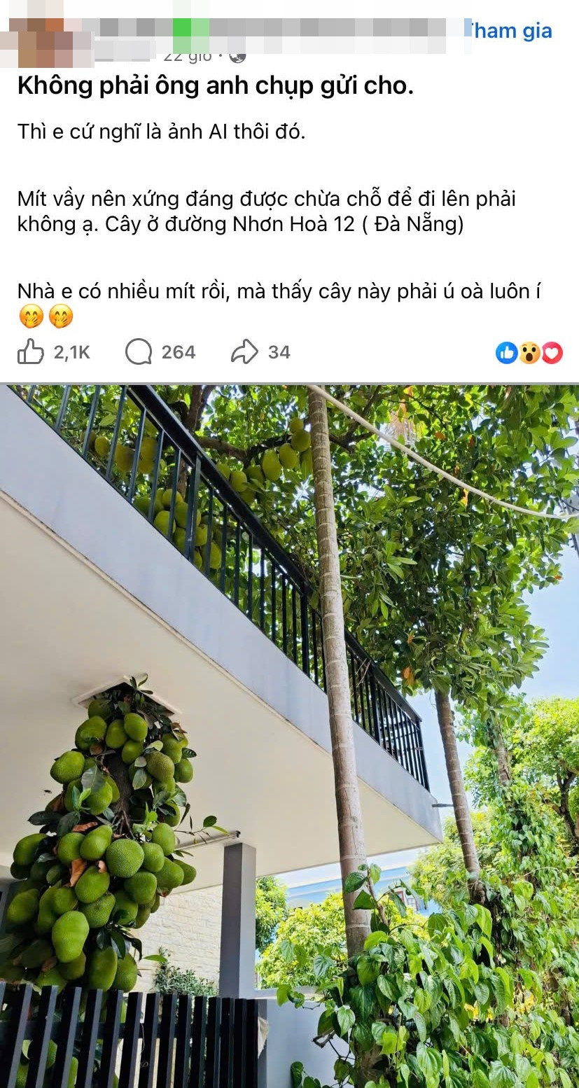 Hình ảnh cây mít mọc xuyên tầng 2, sai trĩu quả trong sân một ngôi nhà ở Đà Nẵng đang “gây sốt” trên mạng xã hội