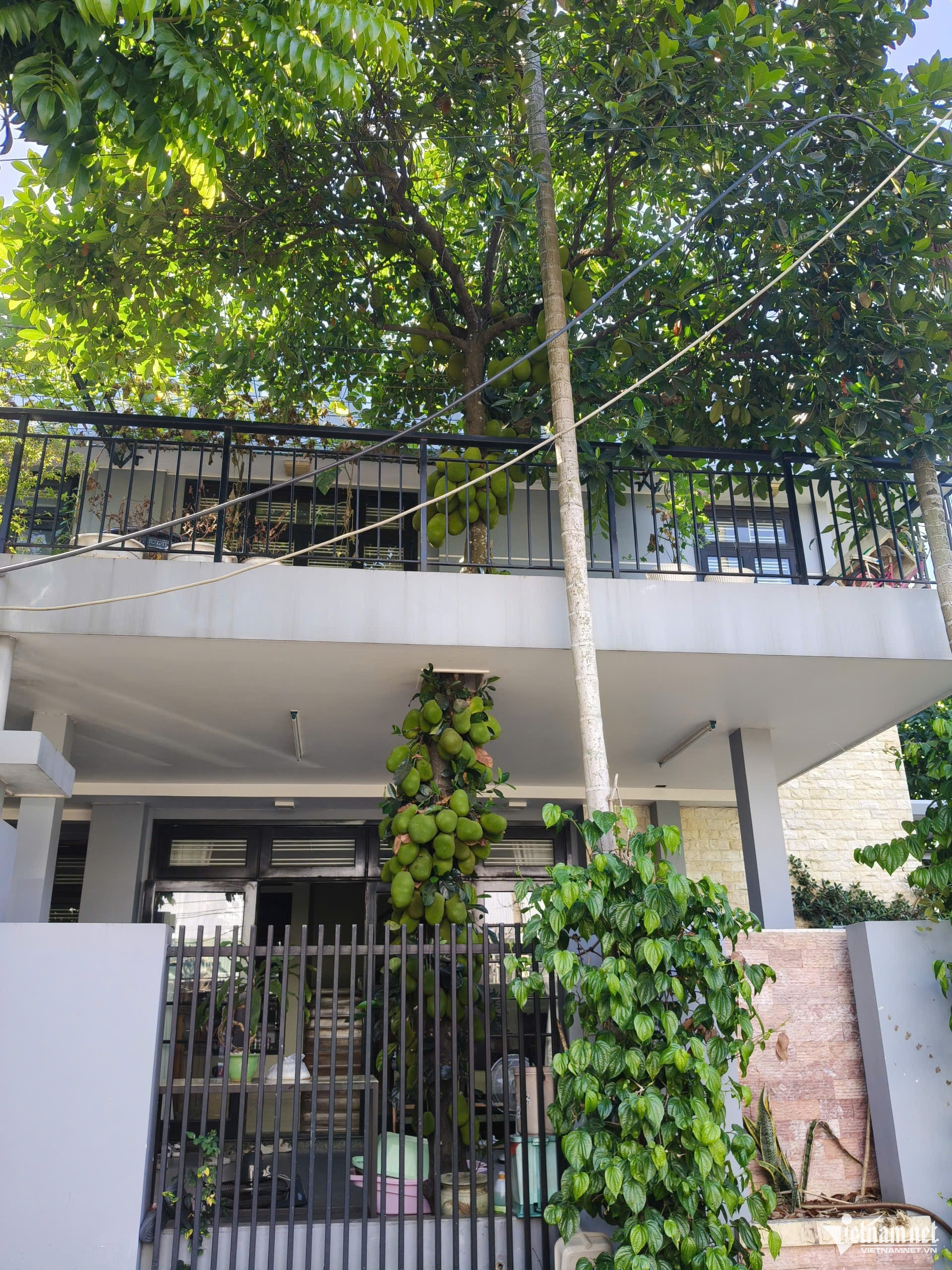 Cây mít tán phủ rộng trong khuôn viên ngôi nhà. Ảnh: Hà Nam