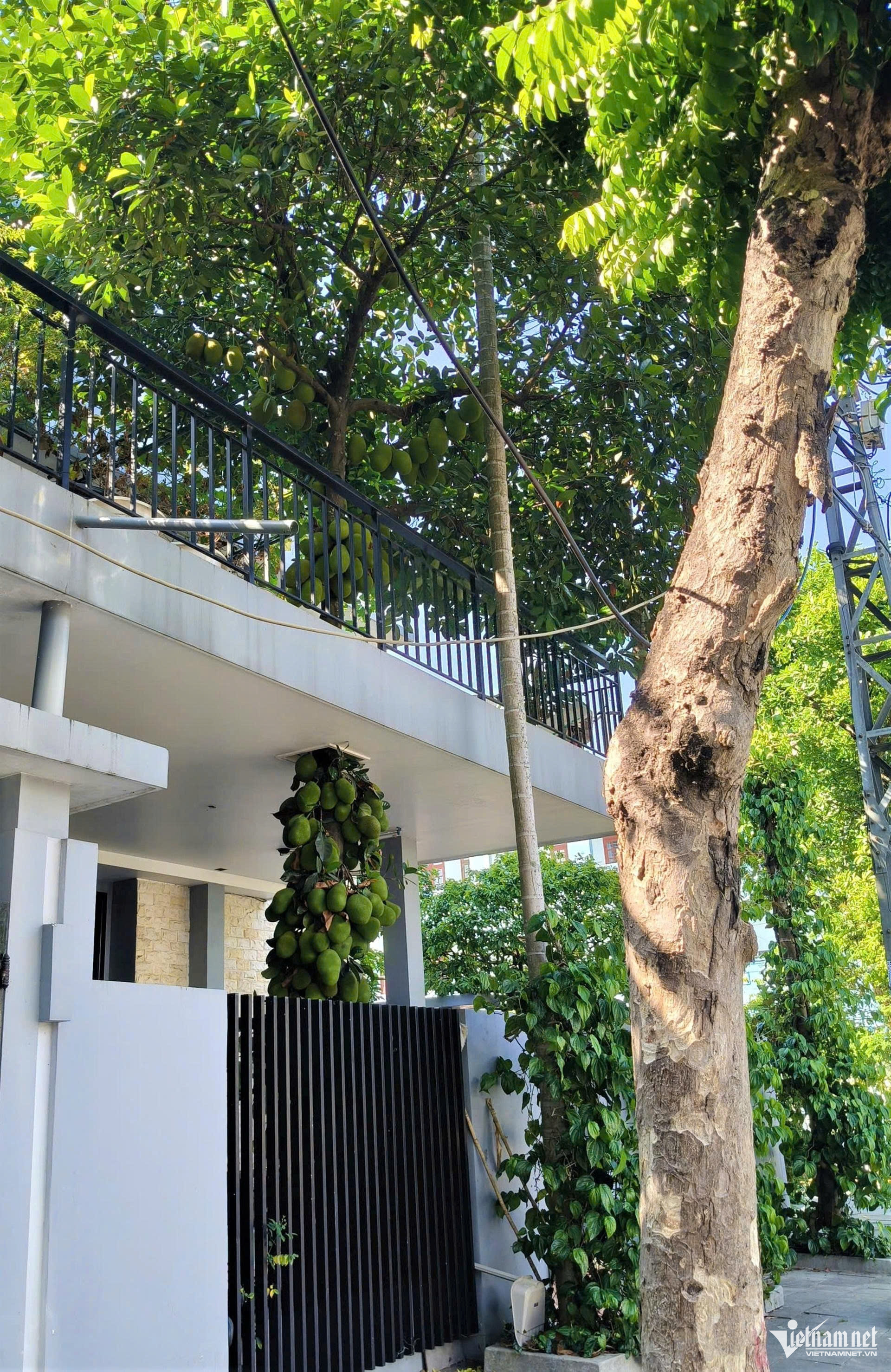 Cây mít cao vượt mái nhà, nhiều trái mọc dày đặc từ sát gốc lên đến khu vực tầng hai. Ảnh: Hà Nam
