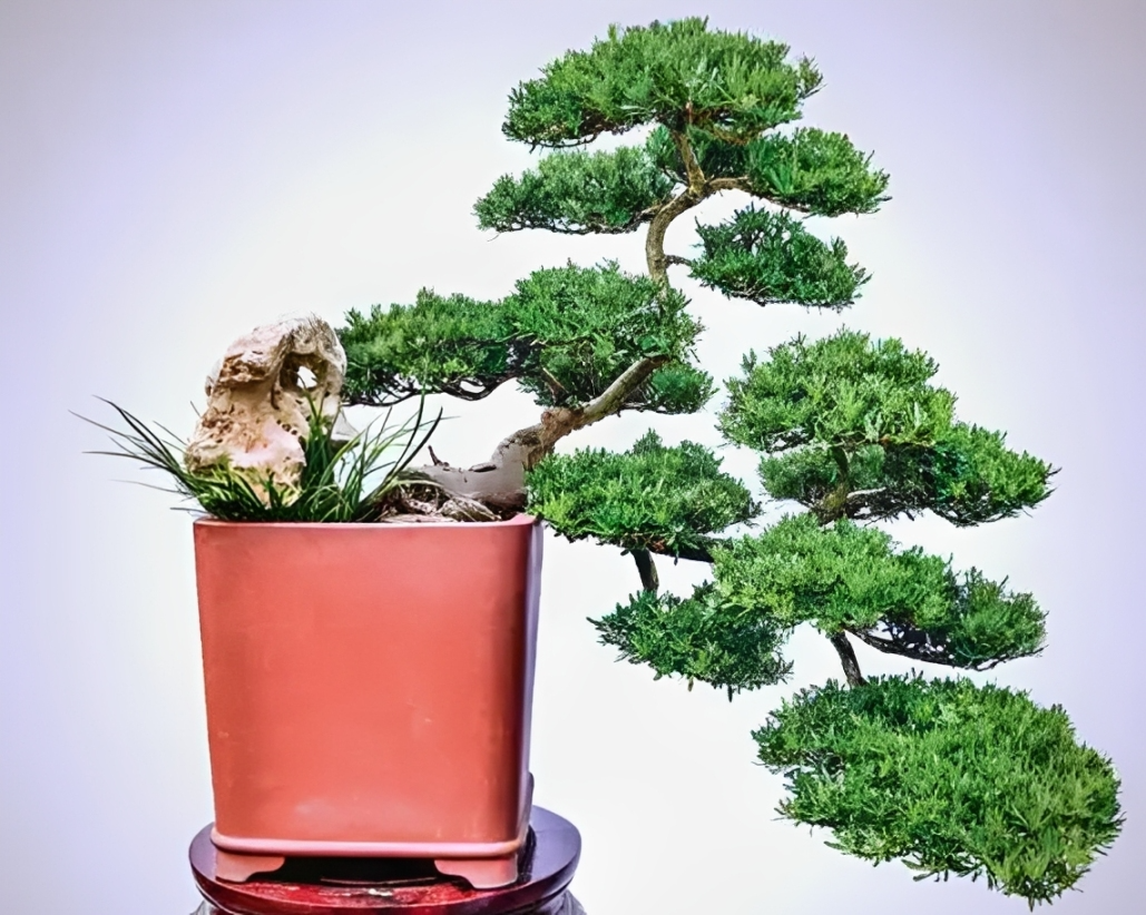 Cây tùng la hán tượng trưng cho sự thanh cao và kiên cường, thường được đặt trong phòng khách hoặc góc làm việc để tạo cảm giác ổn định, vững vàng. Ảnh: Baidu