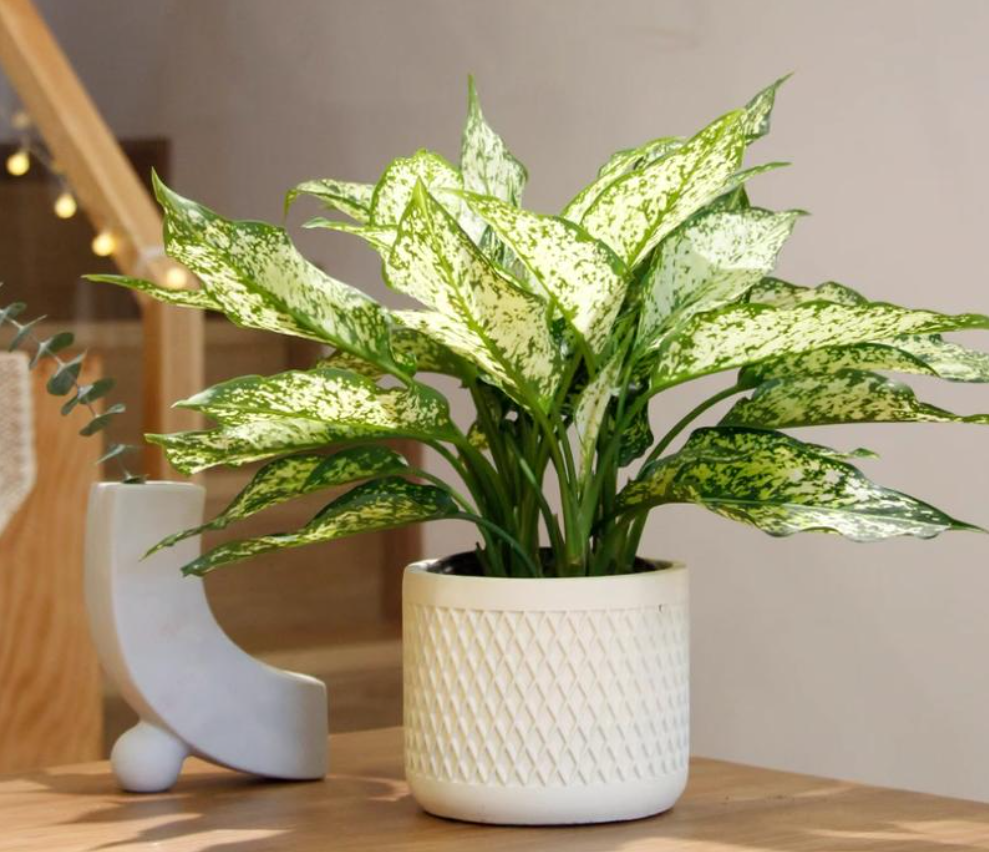 Cây vạn niên thanh với sức sống bền bỉ, được cho là có khả năng nuôi dưỡng năng lượng tích cực và làm mới không gian sống. Ảnh: Baidu