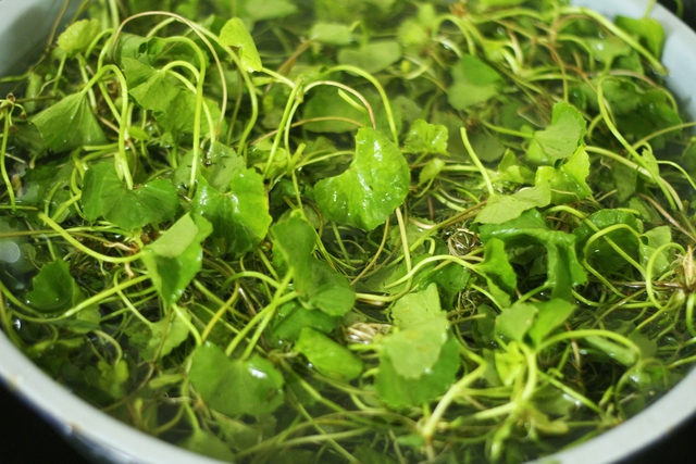Rau má là loại rau được ưa chuộng ngày hè.