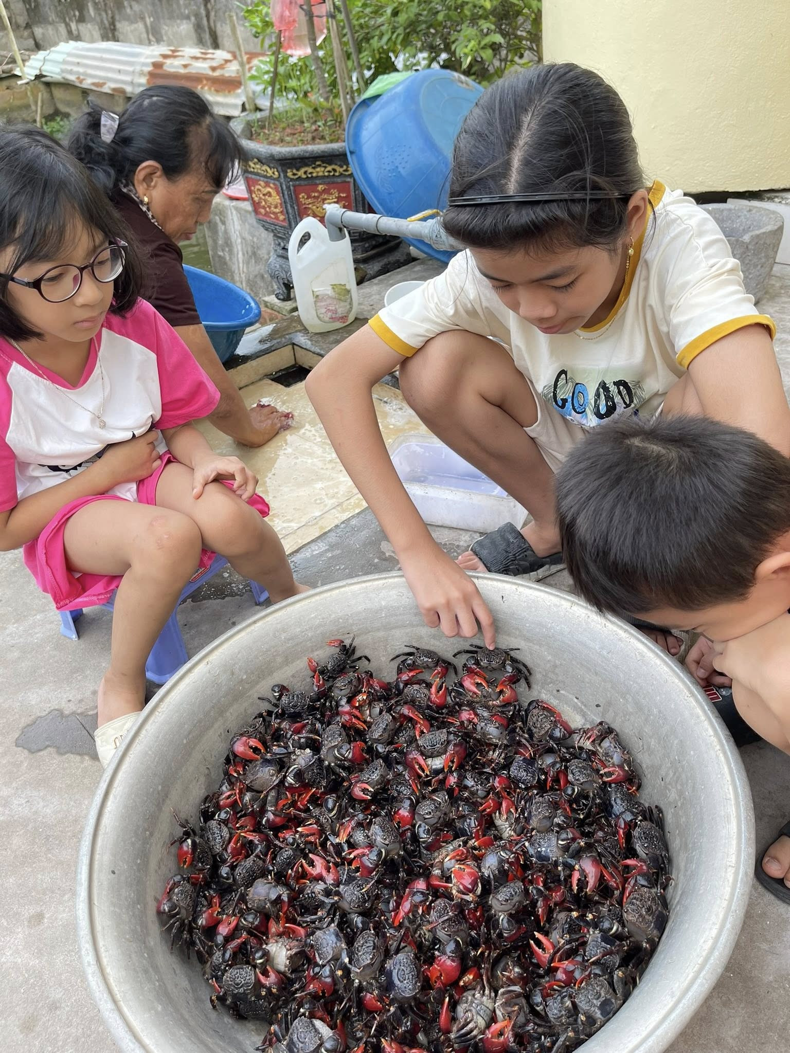 Cáy mật bắt về được làm sạch, cấp đông ngay để giữ trọn độ tươi ngon. Ngoài phục vụ khách quanh địa bàn tỉnh, chị Hiền còn vận chuyển cáy tới các thành phố lớn như Hà Nội, TPHCM