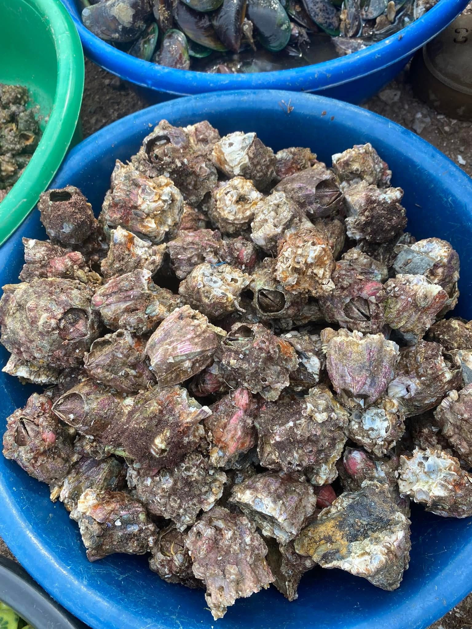 Đặc sản miền Trung nhìn amp;#34;ngượng đỏ mặtamp;#34;, ăn béo ngậy, mềm mọng hơn hàu - 2