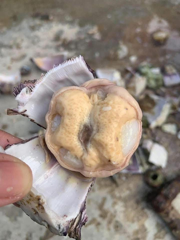 Phần thịt sôn béo ngậy, vàng ươm. Ảnh: Lê Hoàng Quang Nguyên
