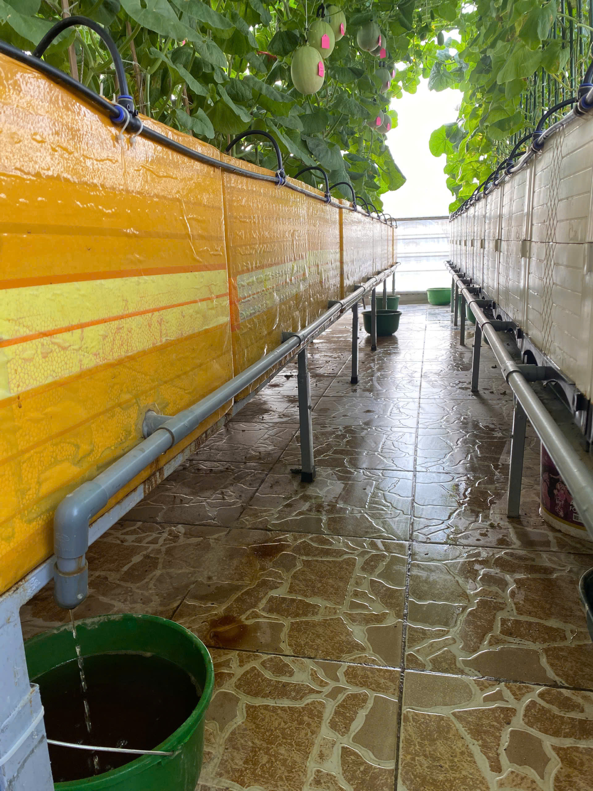 Vườn sân thượng giải nhiệt của nữ trung tá Hà Nội - 3