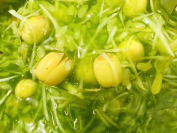 Loại hạt trắng như ngọc, thơm hơn hoa, "thần dược" ngủ ngon, an thần, nấu món này thanh mát bổ dưỡng