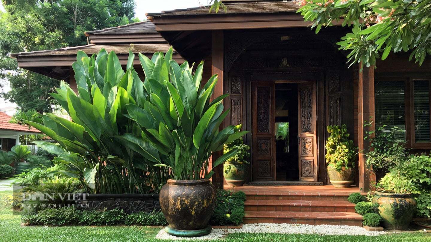 Phiến lá to bản mang mỹ cảm nhiệt đới
