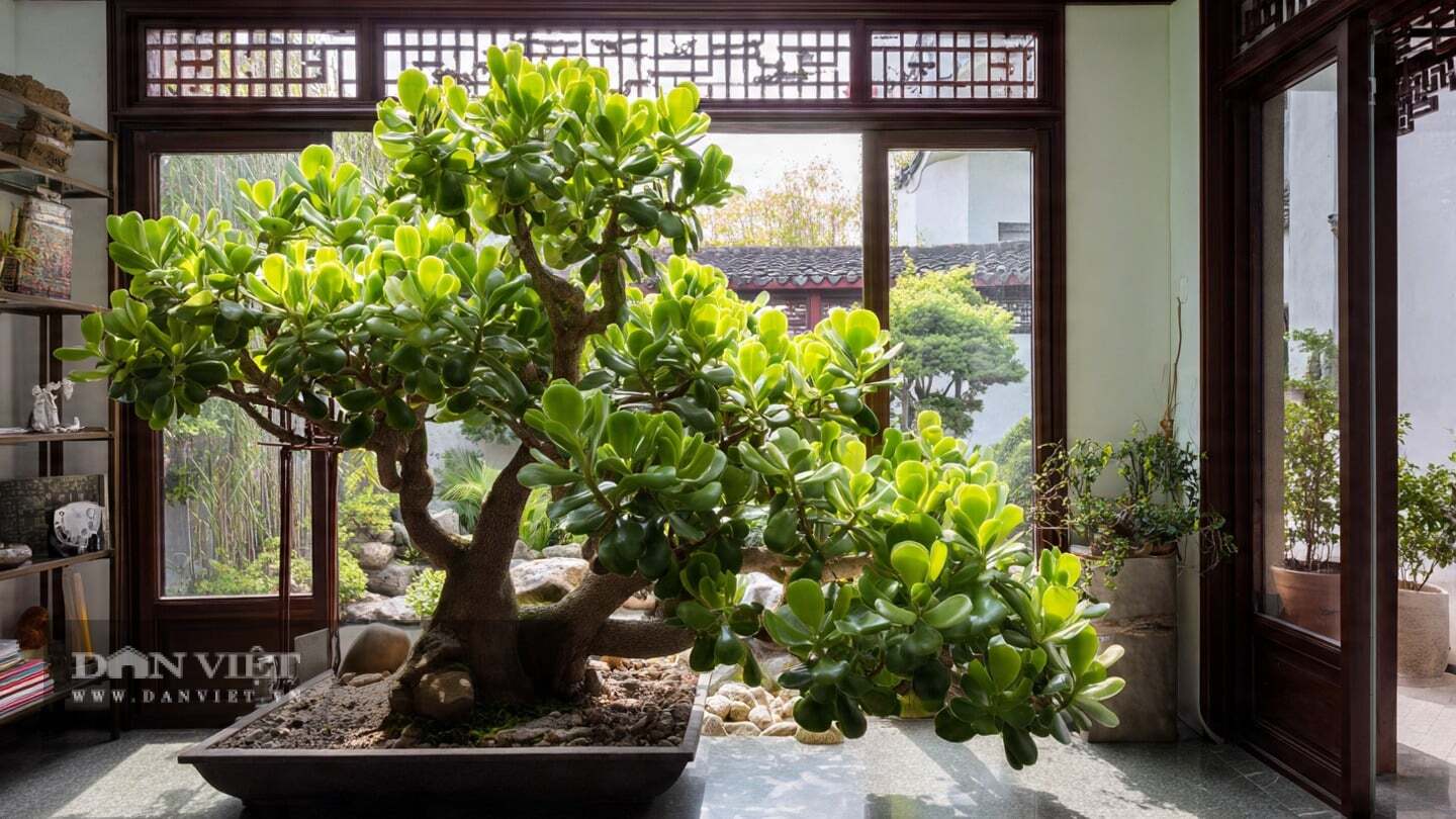 Ngày nay, cây cảnh ngọc bích đã được trồng phổ thông.