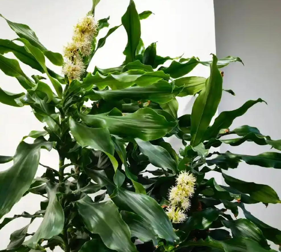 Thiết mộc lan với dáng thẳng, tán lá xếp tầng, tượng trưng cho thăng tiến và bền vững, phù hợp với phòng khách gia đình. Ảnh: Baidu