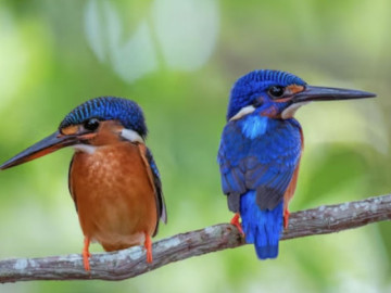 Eva tám - Hé lộ giờ sinh Âm lịch của người phụ nữ khéo léo, được nhiều người yêu mến