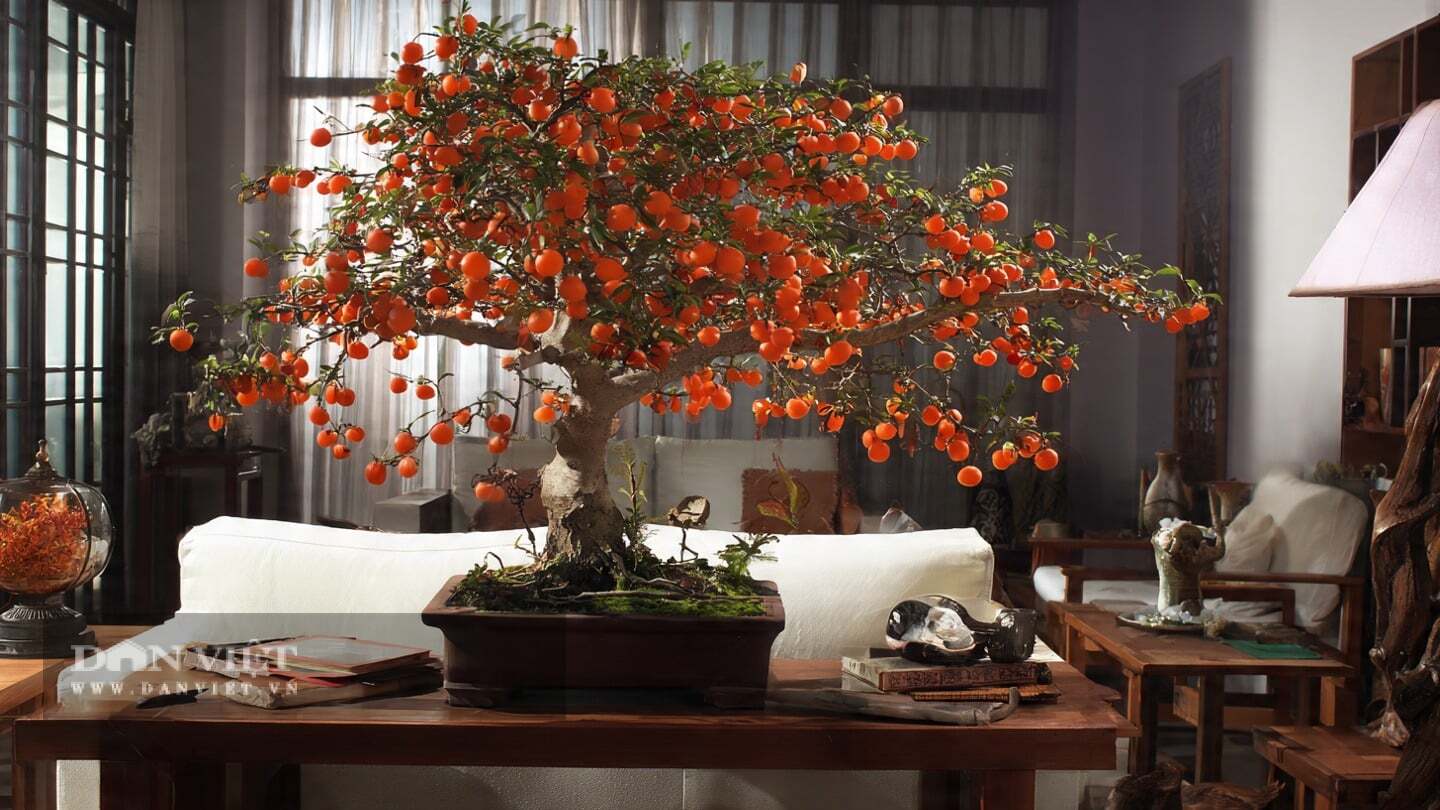 Cây cảnh ưa nắng toàn phần, đất giàu dinh dưỡng.