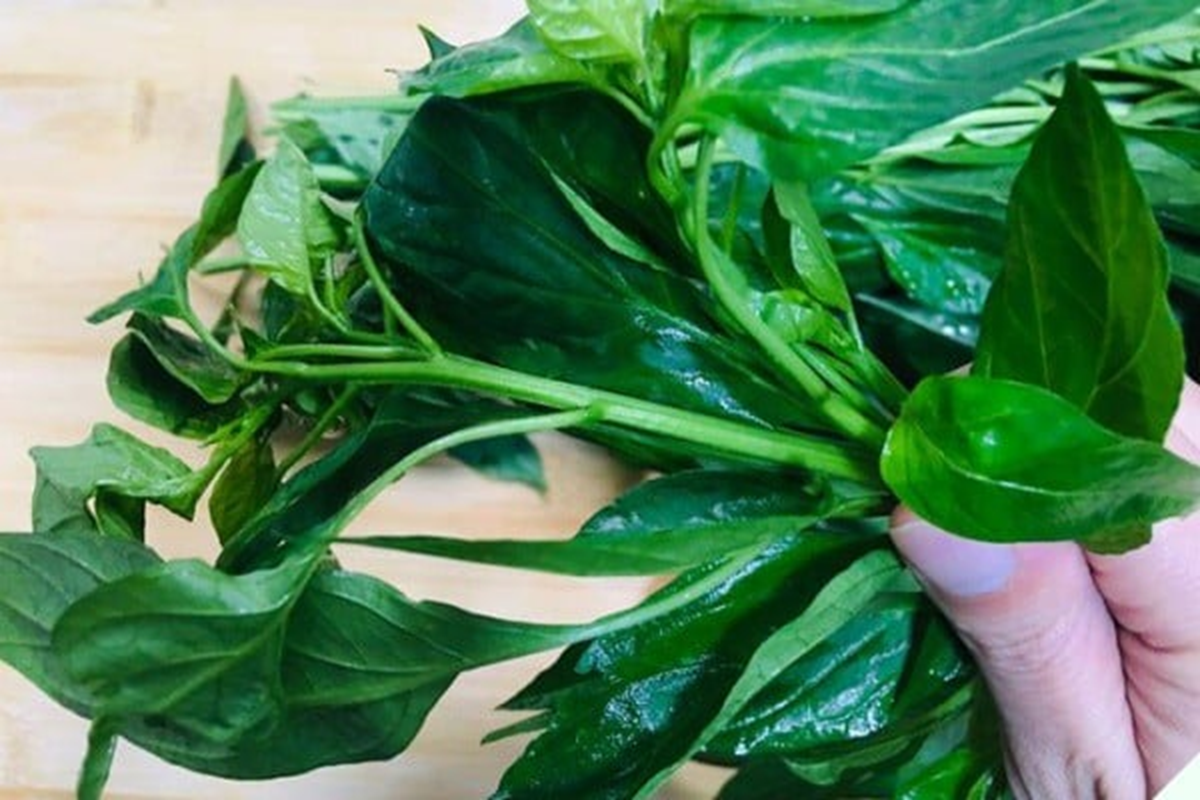 Loại rau này là một loại dược liệu tự nhiên rất giàu dưỡng chất. Chúng có tác dụng thanh nhiệt, giải độc, hỗ trợ chức năng gan, bổ mắt, làm ấm dạ dày và cải thiện hệ tiêu hóa. Ảnh minh họa.