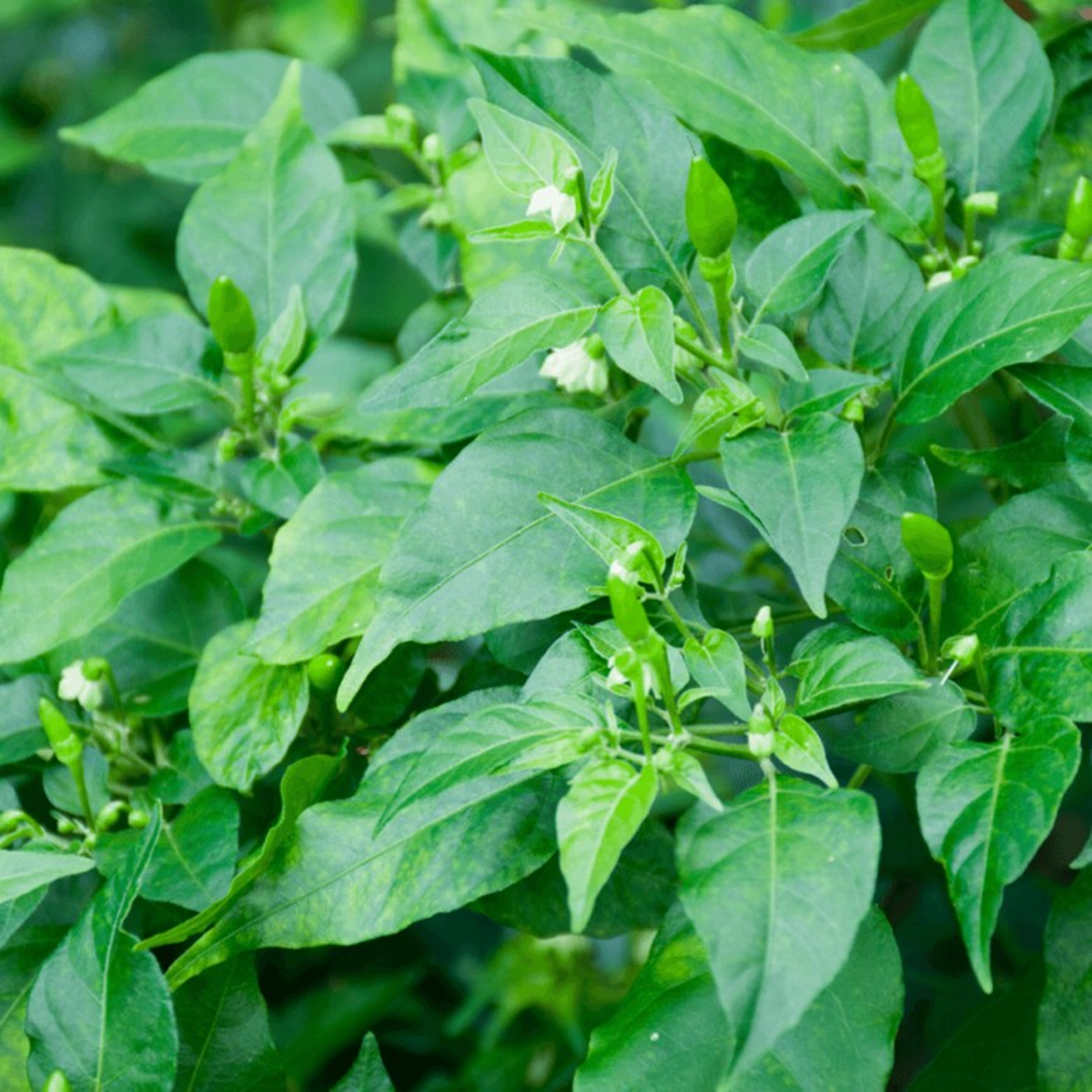 Loại rau mọc đầy bờ rào ở quê bị bỏ quên, hóa siêu thực phẩm được ví như nhân sâm của người nghèo. Ảnh minh họa.