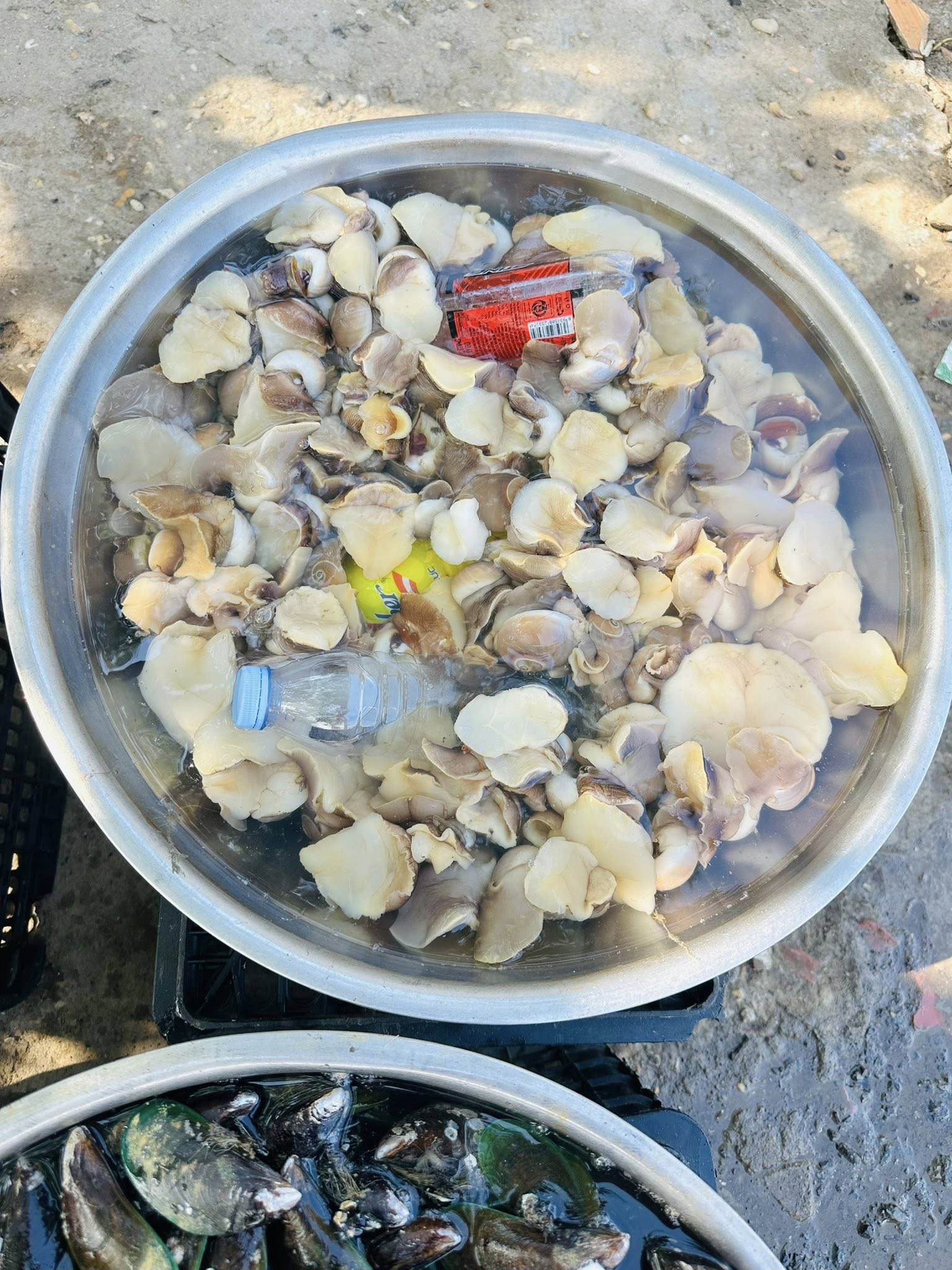 Ốc mỡ được khai thác từ tự nhiên nên du khách ví von là sản vật “trời ban”. Ảnh: Lê Hoàng Quang Nguyên
