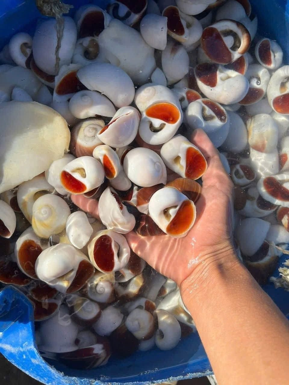 Ốc mỡ đen (trái) và ốc mỡ trắng (phải). Ảnh: Lê Hoàng Quang Nguyen, Phuong Dung