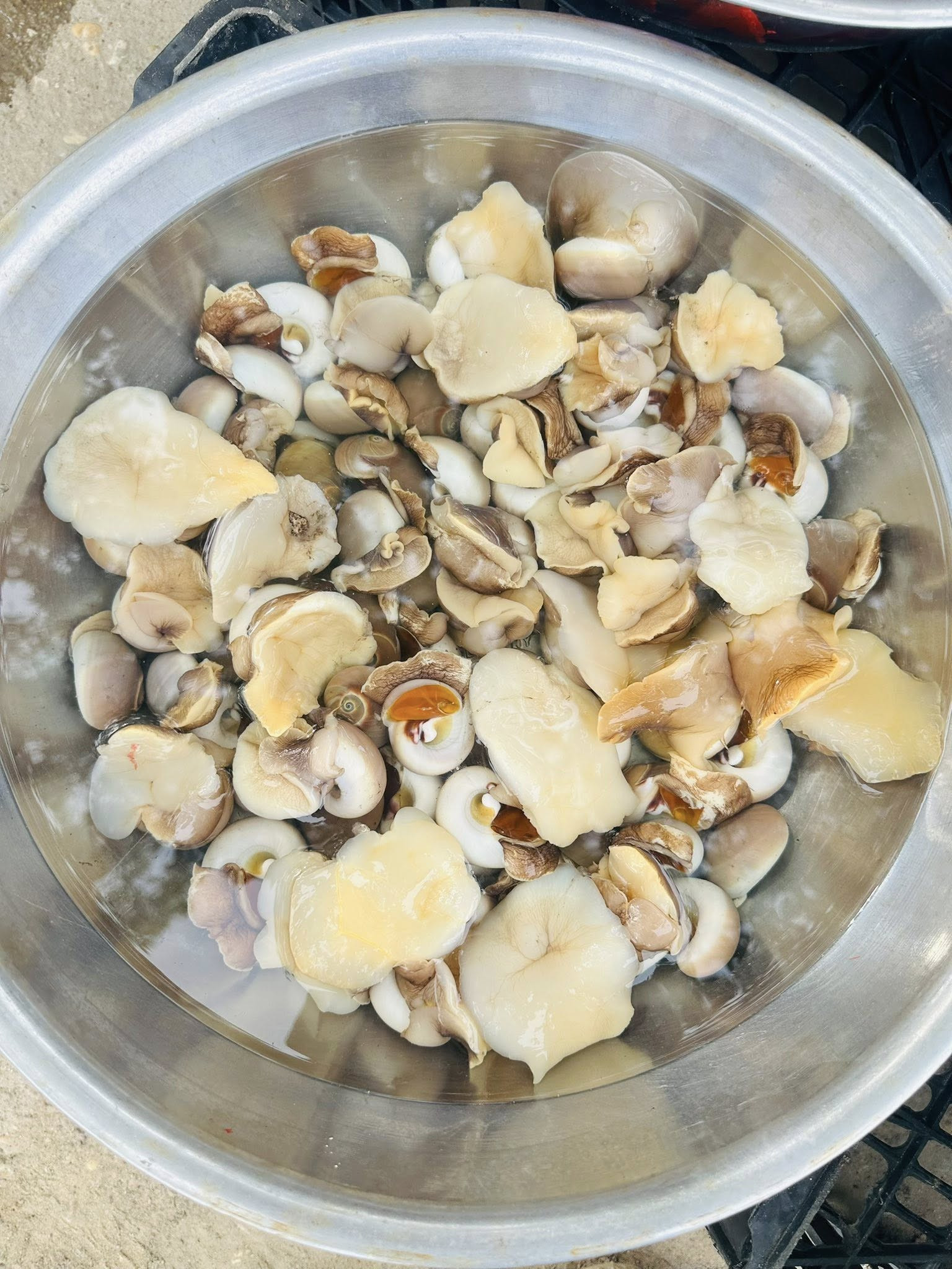 Ốc mỡ có phần thịt ở đầu giòn, đuôi lại mềm, bùi ngậy. Ảnh: Lê Hoàng Quang Nguyên