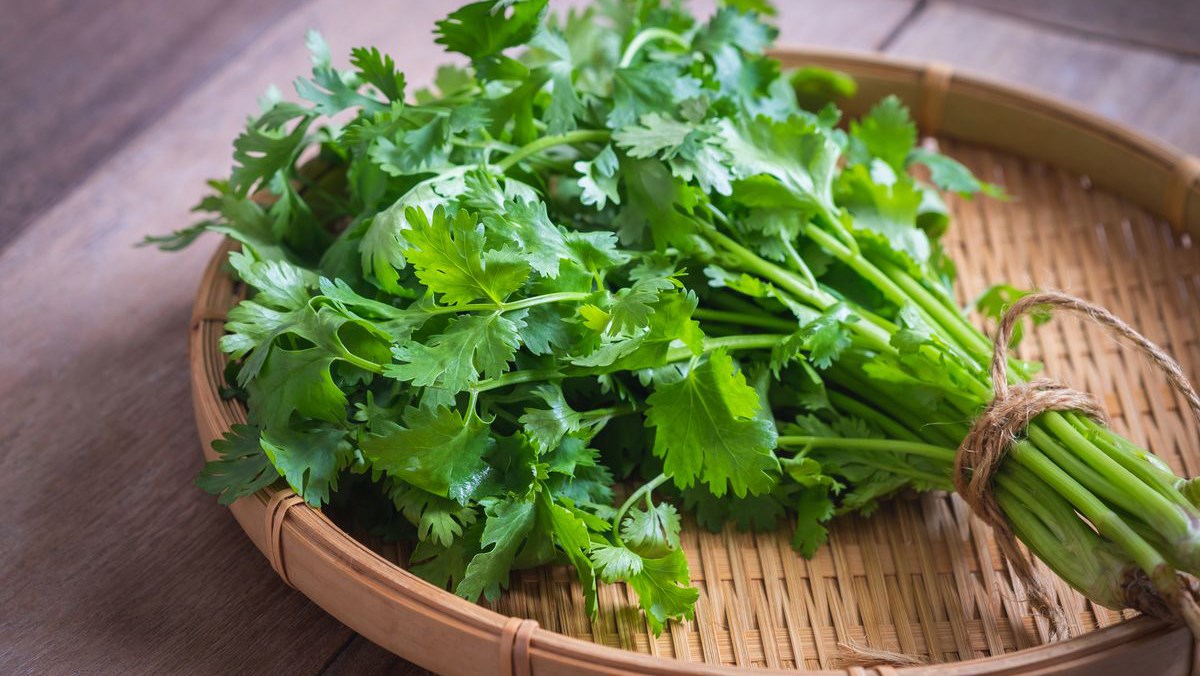 Rau mùi là loại rau thơm không thể thiếu trong nhiều món ăn Việt như phở, bún, canh hay các món trộn. Theo các chuyên gia dinh dưỡng, rau mùi chứa nhiều chất chống oxy hóa như quercetin, apigenin và các hợp chất thực vật có lợi khác. Những chất này giúp bảo vệ tế bào trước tác động của stress oxy hóa - một trong những yếu tố liên quan đến quá trình lão hóa và nhiều bệnh mạn tính. Một số nghiên cứu cũng ghi nhận rau mùi có thể hỗ trợ kiểm soát đường huyết, cải thiện chuyển hóa chất béo và góp phần bảo vệ sức khỏe tim mạch khi được sử dụng thường xuyên trong chế độ ăn cân bằng.