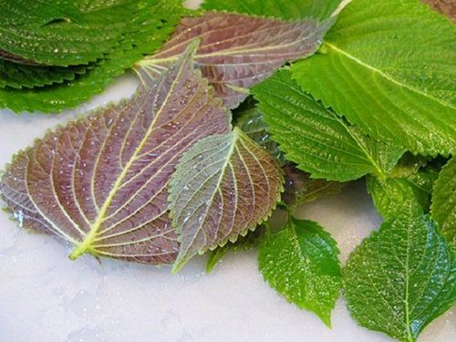 Tía tô từ lâu đã xuất hiện trong nhiều món ăn dân dã như cháo, bún, phở hay các món cuốn. Đông y xem tía tô là một vị thuốc quý, còn các nghiên cứu hiện đại cho thấy loại rau này chứa nhiều flavonoid, polyphenol và axit rosmarinic. Những hoạt chất này có khả năng chống oxy hóa, giúp hạn chế tổn thương tế bào do các gốc tự do gây ra. Một số nghiên cứu còn cho thấy axit rosmarinic có thể góp phần giảm phản ứng viêm trong cơ thể và hỗ trợ sức khỏe tim mạch. Ngoài ra, tía tô còn chứa vitamin A, vitamin C cùng nhiều khoáng chất giúp tăng cường sức đề kháng và hỗ trợ quá trình phục hồi của cơ thể.