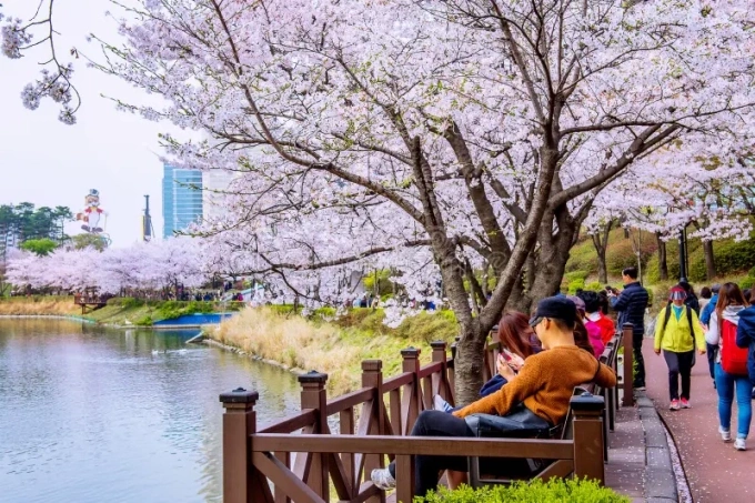 Du khách ngắm hoa anh đào tại thủ đô Seoul. Ảnh: Dreamstime