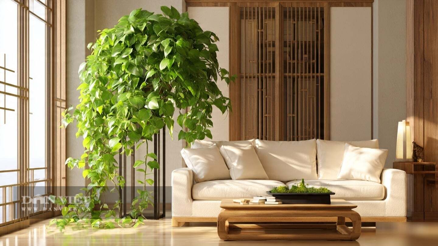 C&acirc;y cảnh c&agrave;ng l&acirc;u năm, d&acirc;y c&agrave;ng d&agrave;i, l&aacute; c&agrave;ng d&agrave;y.