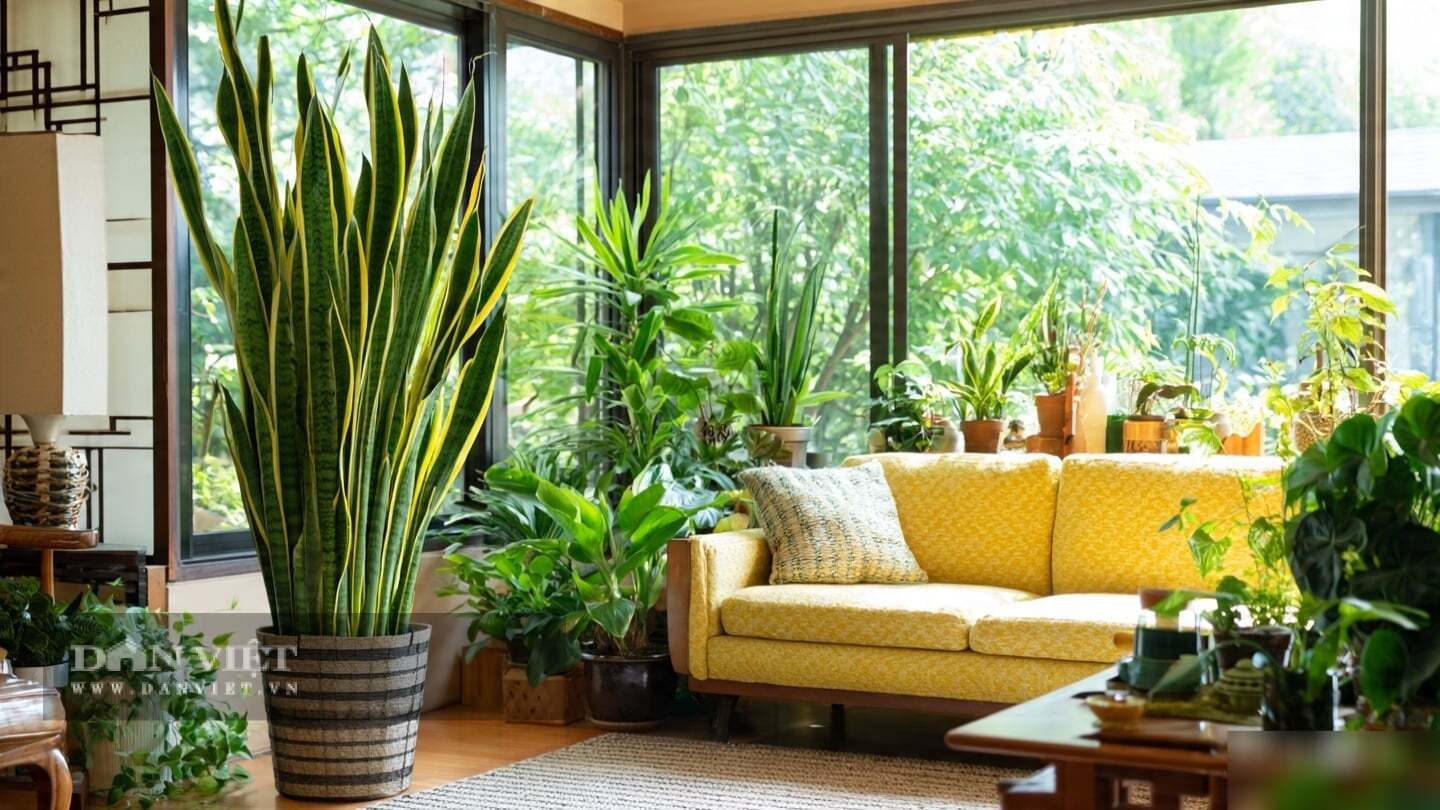 C&acirc;y cảnh c&agrave;ng cằn cỗi, l&aacute; c&agrave;ng l&ecirc;n viền v&agrave;ng đậm