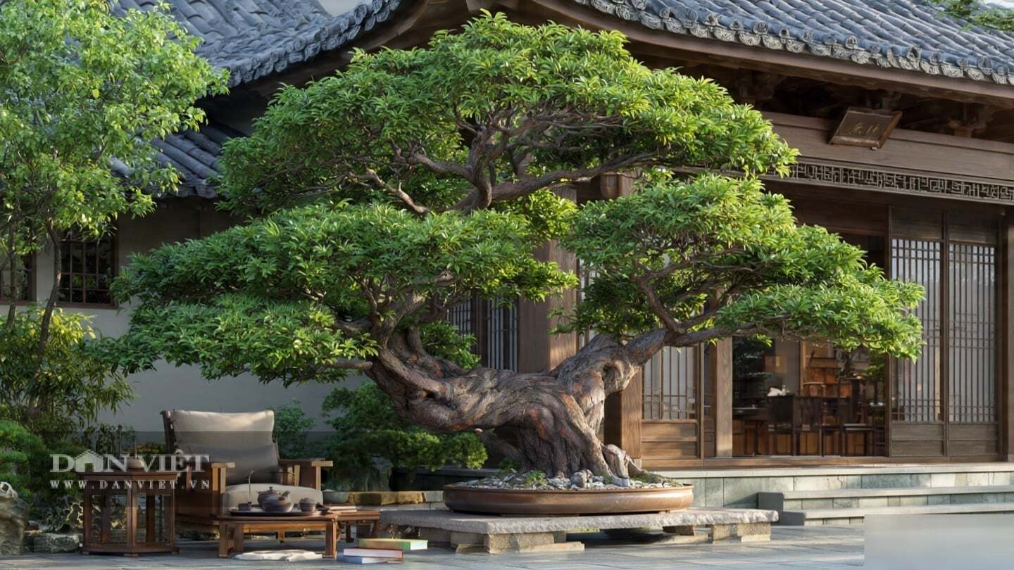 Dáng cây cảnh khúc khuỷu, thân gỗ nâu sẫm lộ ra những đường vân xoắn vặn đầy thiền ý.