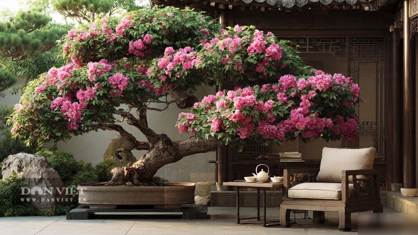 Trồng cây cảnh mẫu đơn, là trồng một lời chúc “phú quý bình an”