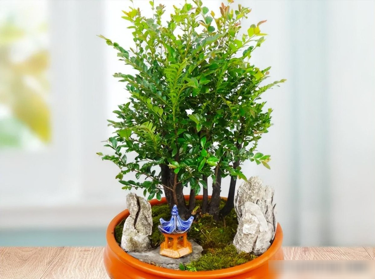 img src/upload/2-2026/images/2026-06-22/1782096132-dan-huong-do-cay-canh-7-1641-width1074height1248.png width660 /