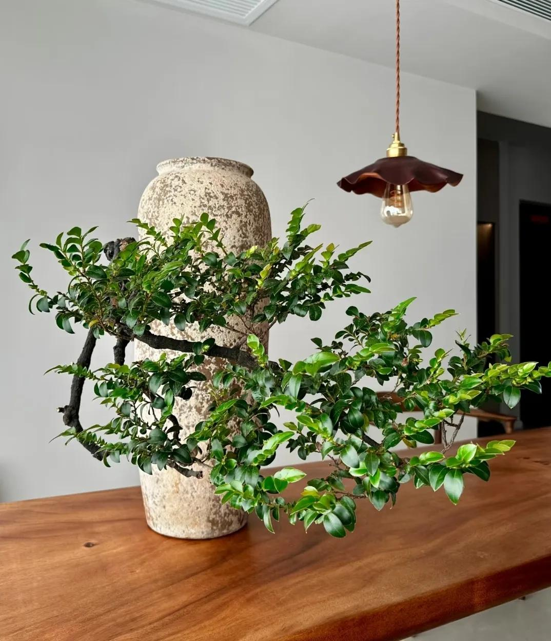 3 cây cảnh như bùa bình an, càng trồng lâu càng nhiều lộc, giữ gìn gia nghiệp, tụ khí, trừ tà, không tùy tiện cho đi, - 4