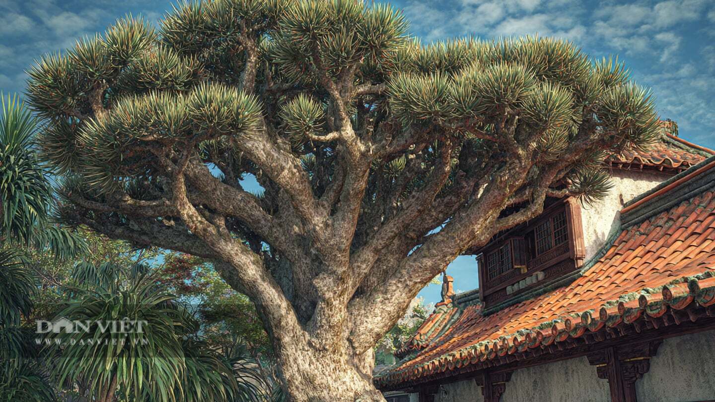 Cây cảnh có rễ cọc ăn sâu.