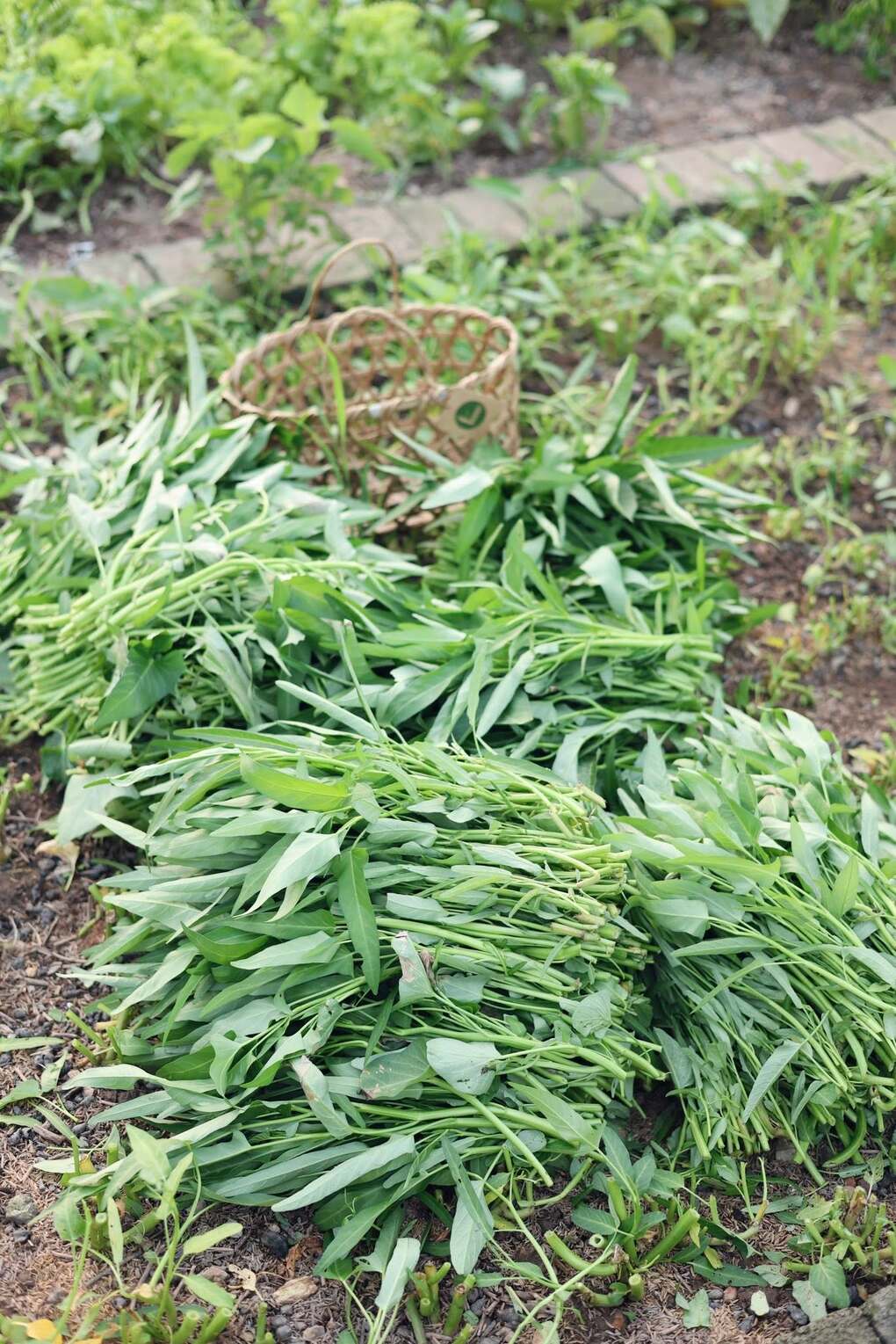 9X Hà Nội phủ xanh bãi đất trống, vài ngày lại bó rau tặng hàng xóm - 9